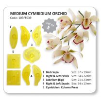 JEM Medium Cymbidium Orchid